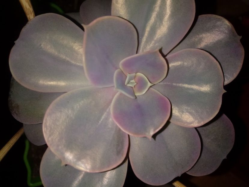  - Echeveria si alte suculente asemanatoare