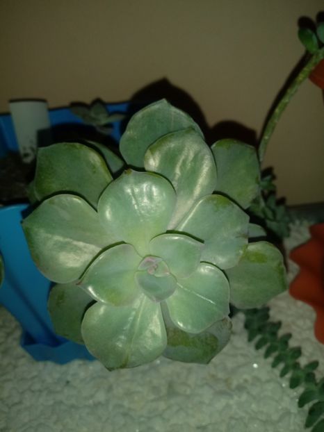  - Echeveria si alte suculente asemanatoare