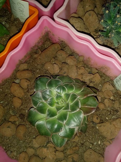  - Echeveria si alte suculente asemanatoare