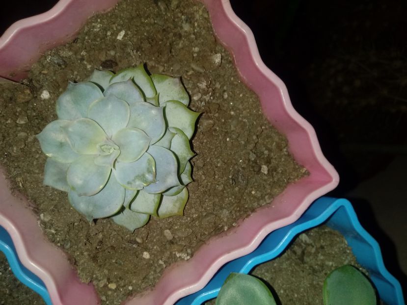  - Echeveria si alte suculente asemanatoare