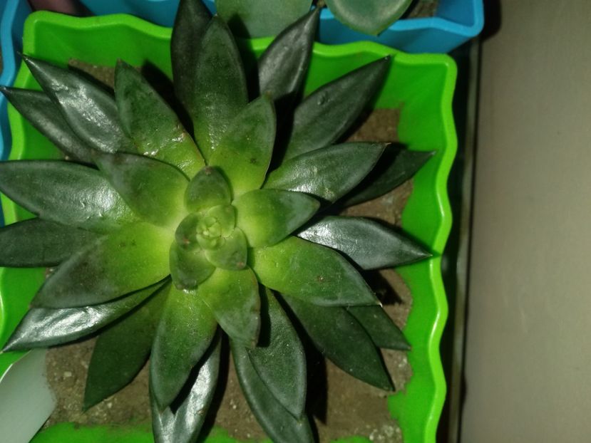  - Echeveria si alte suculente asemanatoare