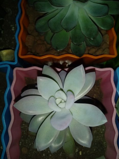  - Echeveria si alte suculente asemanatoare