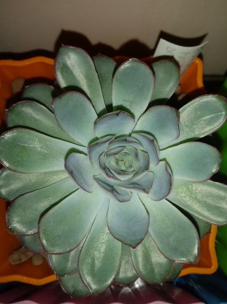  - Echeveria si alte suculente asemanatoare