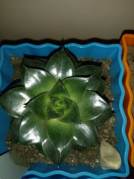  - Echeveria si alte suculente asemanatoare