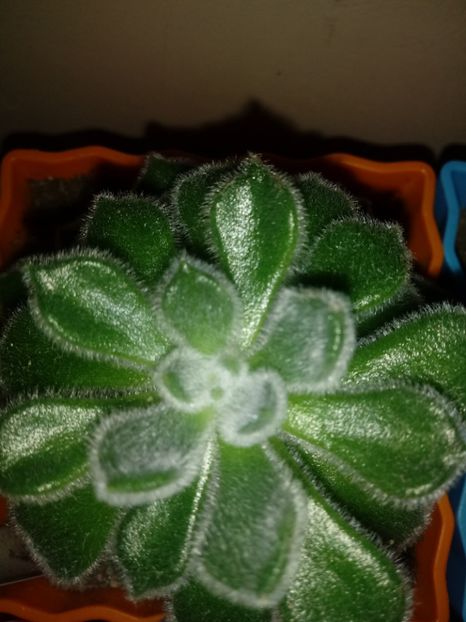  - Echeveria si alte suculente asemanatoare