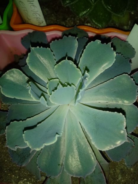  - Echeveria si alte suculente asemanatoare