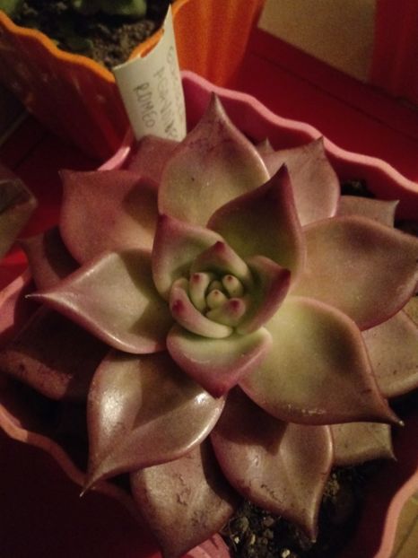  - Echeveria si alte suculente asemanatoare