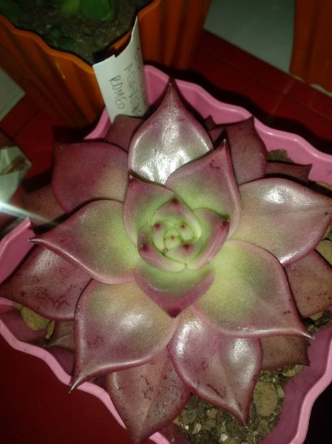  - Echeveria si alte suculente asemanatoare