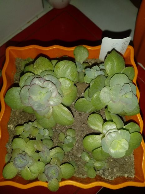  - Echeveria si alte suculente asemanatoare