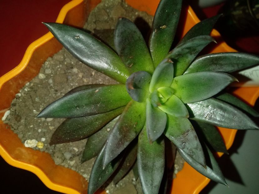 - Echeveria si alte suculente asemanatoare