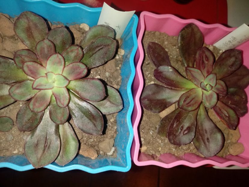  - Echeveria si alte suculente asemanatoare