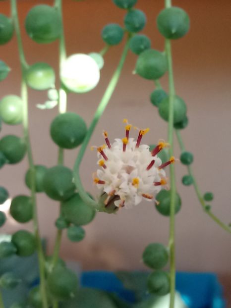 Senecio Rowleyanus - Senecio