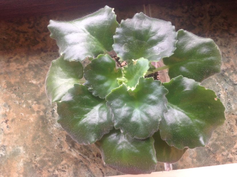  - LE Parisznije Tainy sport