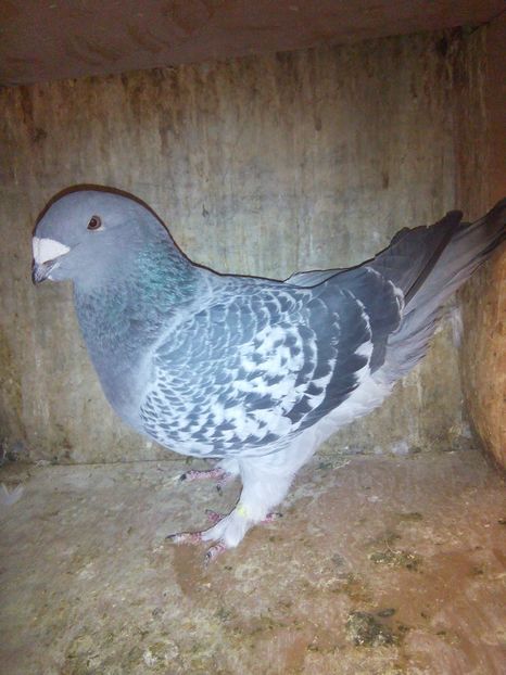 F 2017 - porumbei 2019