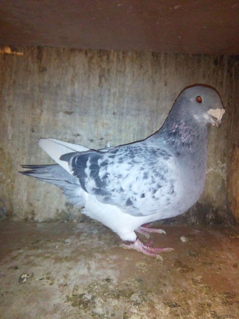 M2018 - porumbei 2019