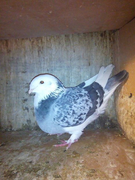 F2018 - porumbei 2019