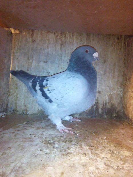 M 2017 - porumbei 2019