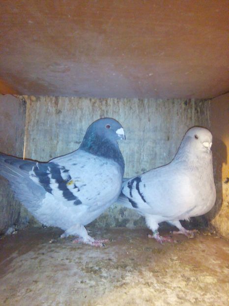 Pereche pentru 2019 - porumbei 2019