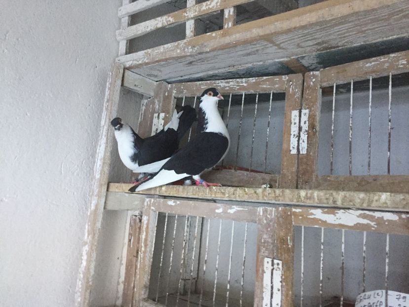 23A1C51C-A7E1-435D-B0FB-F811FFDC8EB5 - Vanduti galateni