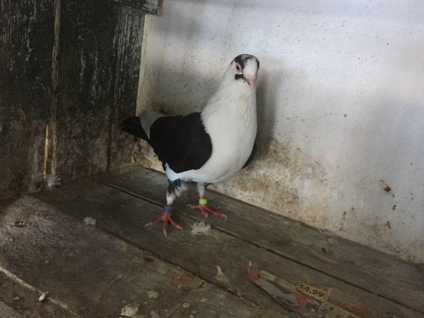 99367CBD-66EF-4137-BA6E-9CF8D0C1DEE7 - Vanduti galateni