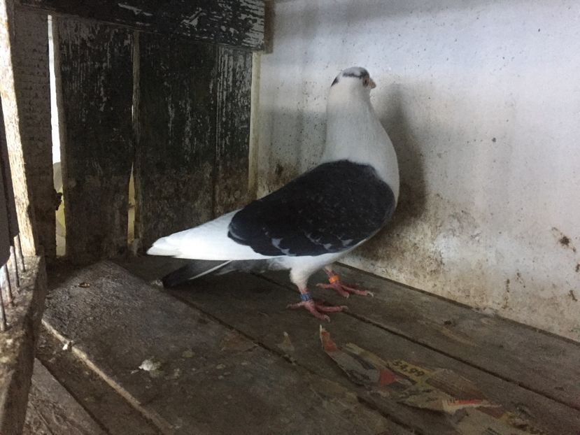 9FF1B578-4C0C-4560-A208-E1BFCA51727C - Vanduti galateni