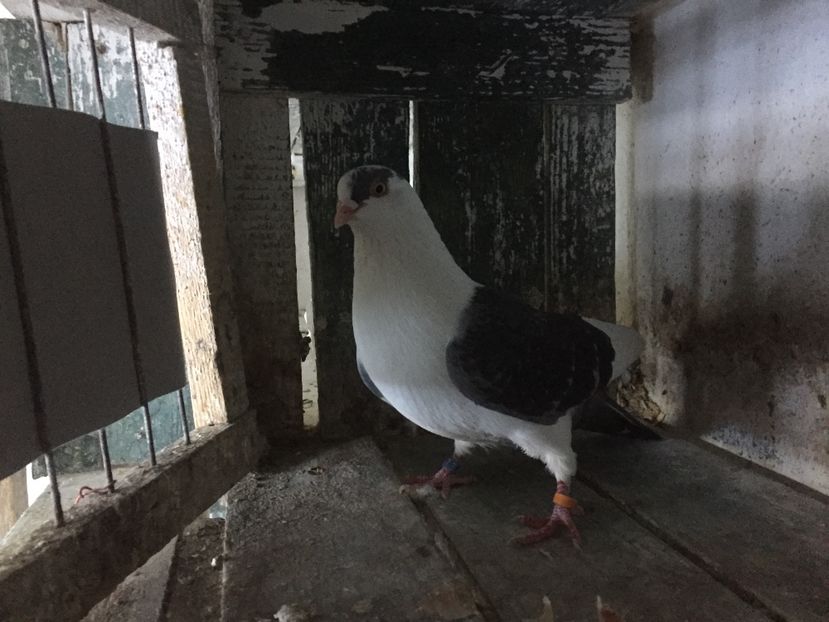 7D30DC49-2A89-4851-A61B-BA8B1A1D88CA - Vanduti galateni