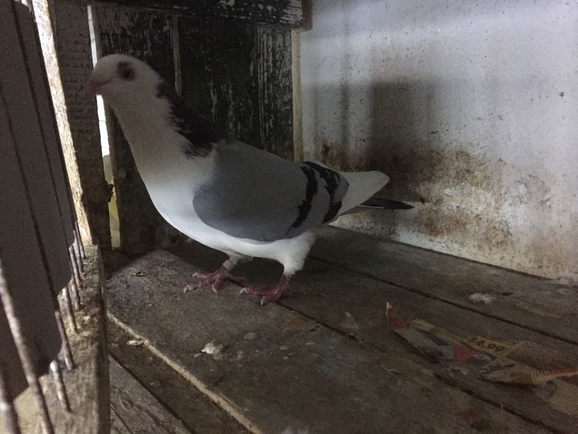 A7996CFD-7314-4821-B3D5-AC055164ABD9 - Vanduti galateni