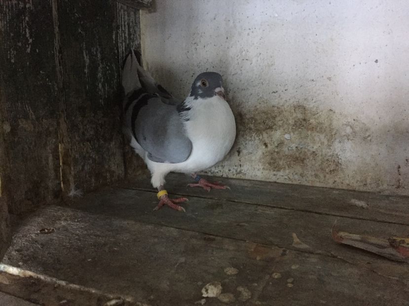 A1517687-8777-4C68-85C6-3290D003D943 - Vanduti galateni