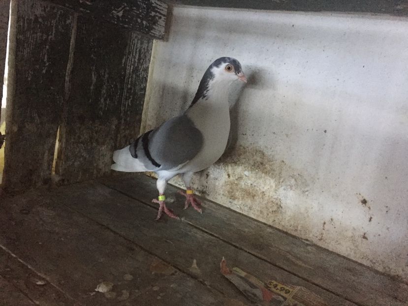 21068EEE-748F-411D-B8FD-98F09838AC80 - Vanduti galateni