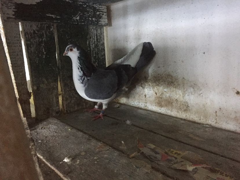 889A3A46-041C-4BBE-99AA-B77C00074655 - Vanduti galateni