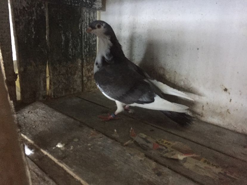 26243795-1CCB-4655-AE91-A09CCC1C6736 - Vanduti galateni