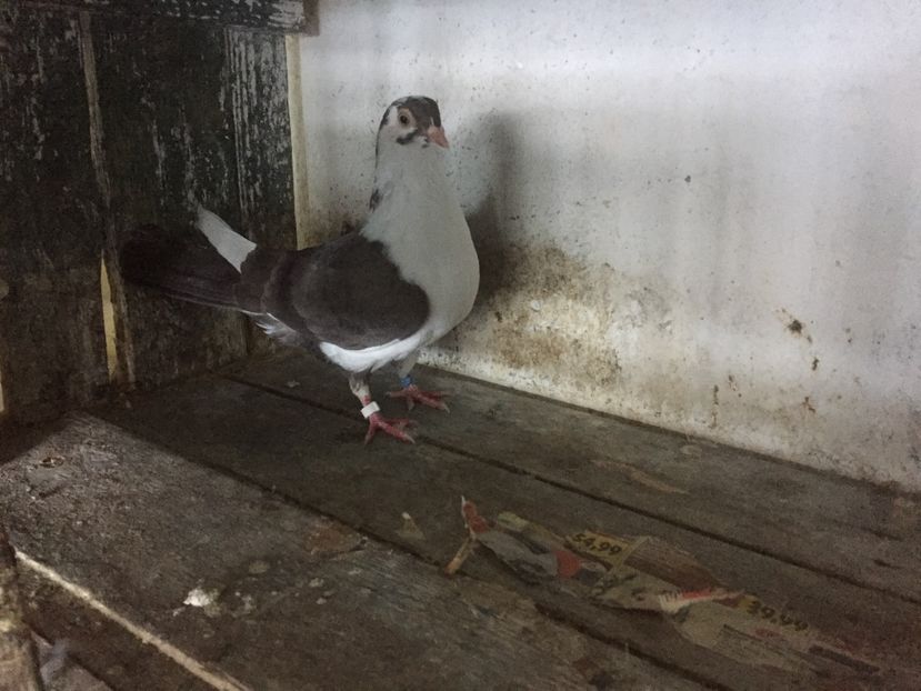 C73F646B-DF6C-4E92-99CD-BDA7CFEEC0C2 - Vanduti galateni