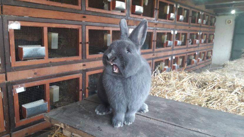 Ora de  dresaj... - A-IEPURI ALBASTRU VIENEZ