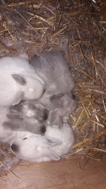 Munca si iar munca... - CUIBURI DE IEPURAS