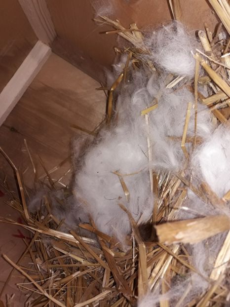  - CUIBURI DE IEPURAS