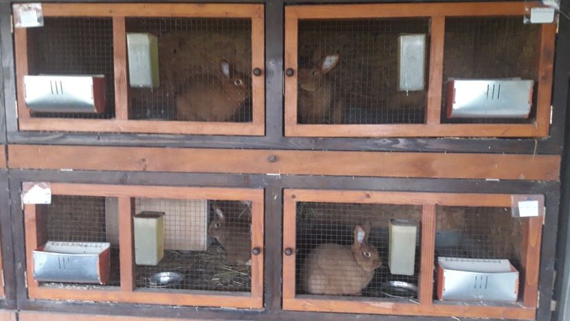 NEOZEELANDEZ -  ROȘU - A-IEPURI TINERET NEO ROSU