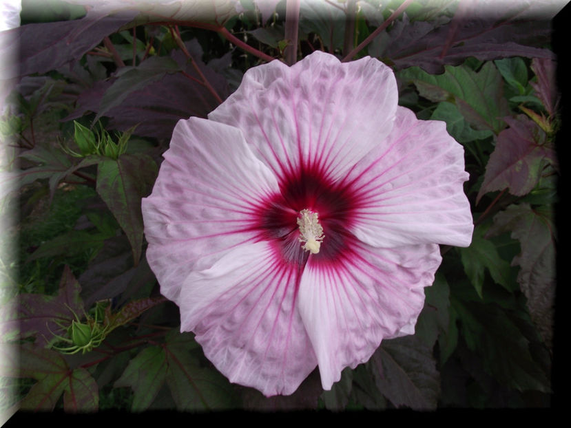 Kopper King - Hibiscus moscheutos - Kopper King