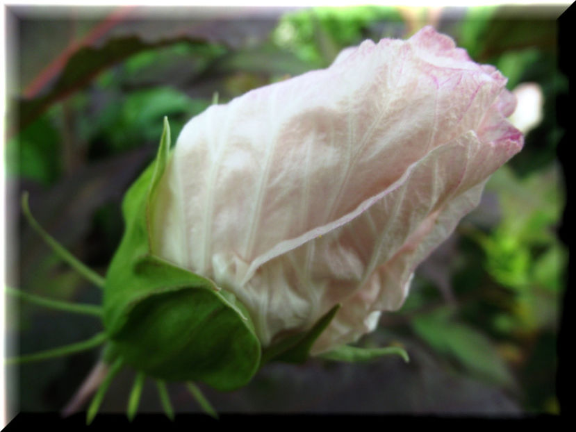 Kopper King - Hibiscus moscheutos - Kopper King