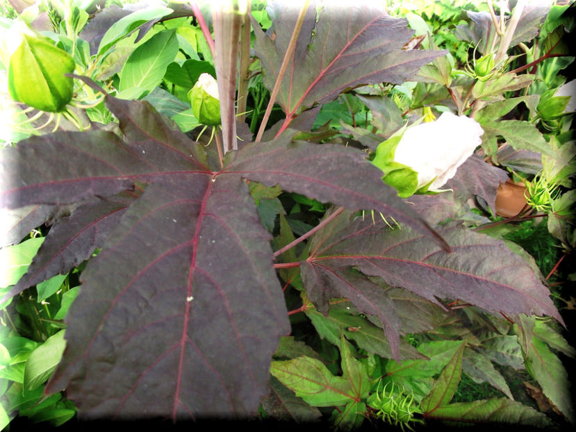 Kopper King - Hibiscus moscheutos - Kopper King