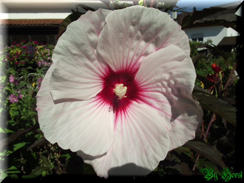 Kopper King - Hibiscus moscheutos - Kopper King