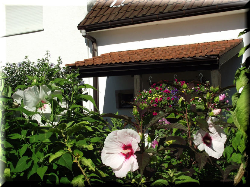 Kopper King - Hibiscus moscheutos - Kopper King