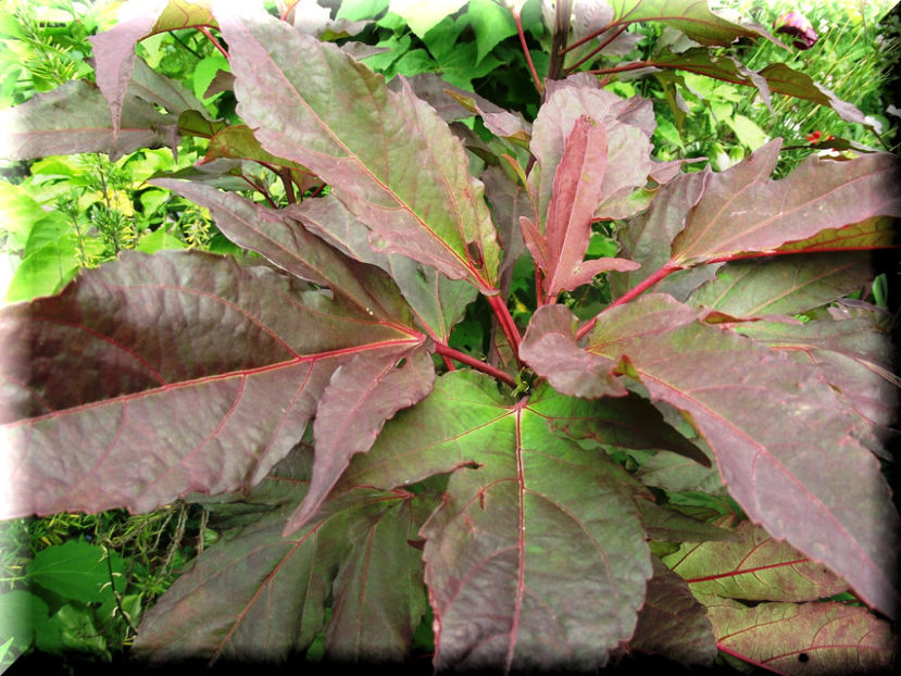Kopper King - Hibiscus moscheutos - Kopper King