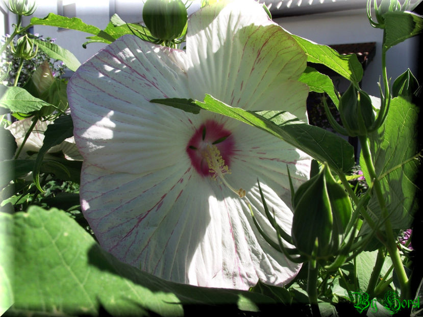 Peppermint Flare - Hibiscus moscheutos - Peppermint Flare