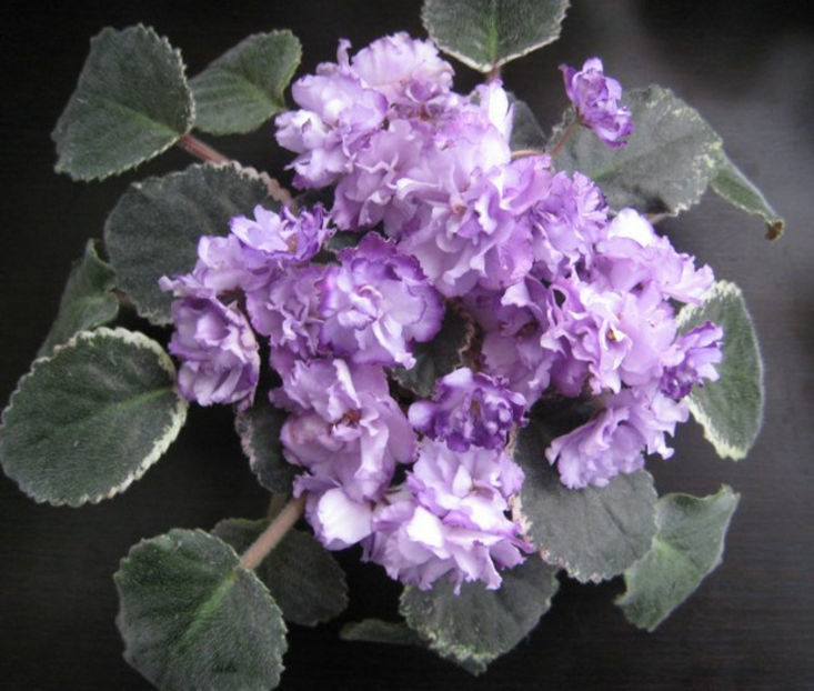 Buckeye Blushing - Cele mai frumoase violete din albumele de pe sunphoto