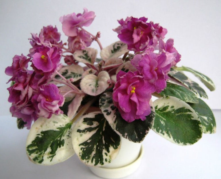 Deans Faded Rose - Cele mai frumoase violete din albumele de pe sunphoto