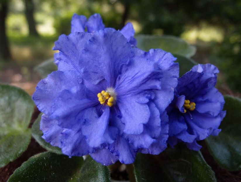 EK Vladimir - Cele mai frumoase violete din albumele de pe sunphoto