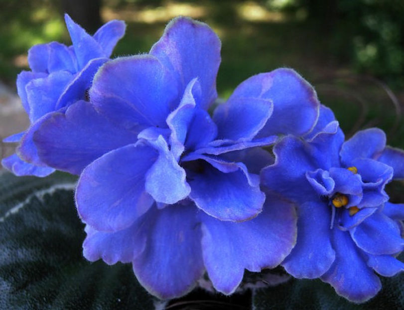 EK Pearl of Baikal - Cele mai frumoase violete din albumele de pe sunphoto