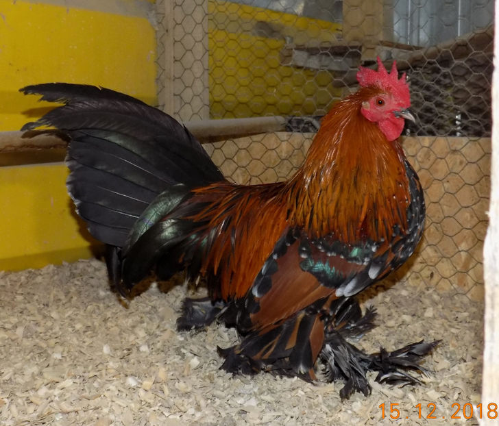  - 04B-MII DE FLORI PORTELAN 2018