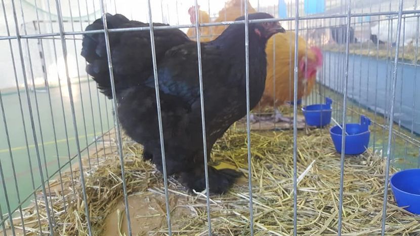  - Expo locala Aiud 2018