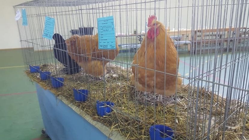  - Expo locala Aiud 2018